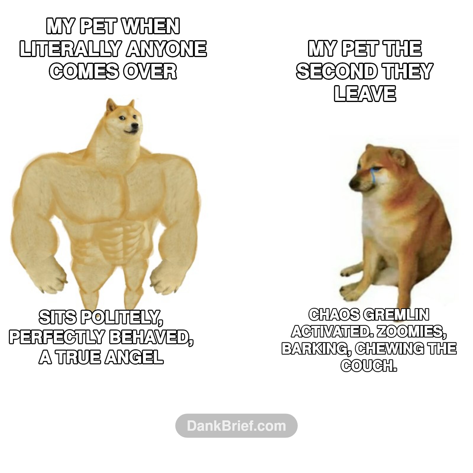 POV: Your pet's 'guest mode' is off the charts
