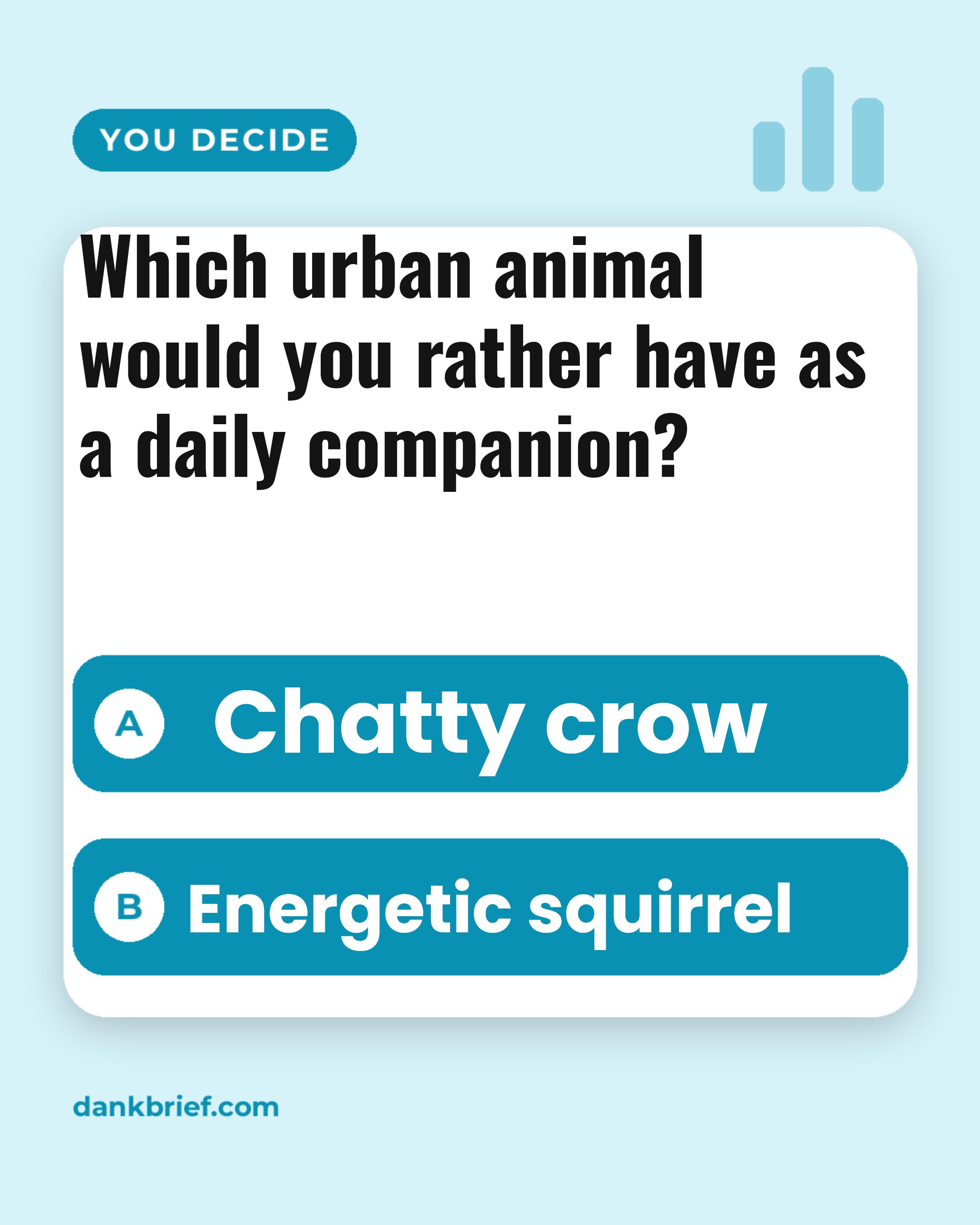 Which urban animal would you rather have as a daily companion? / Chatty crow / Energetic squirrel