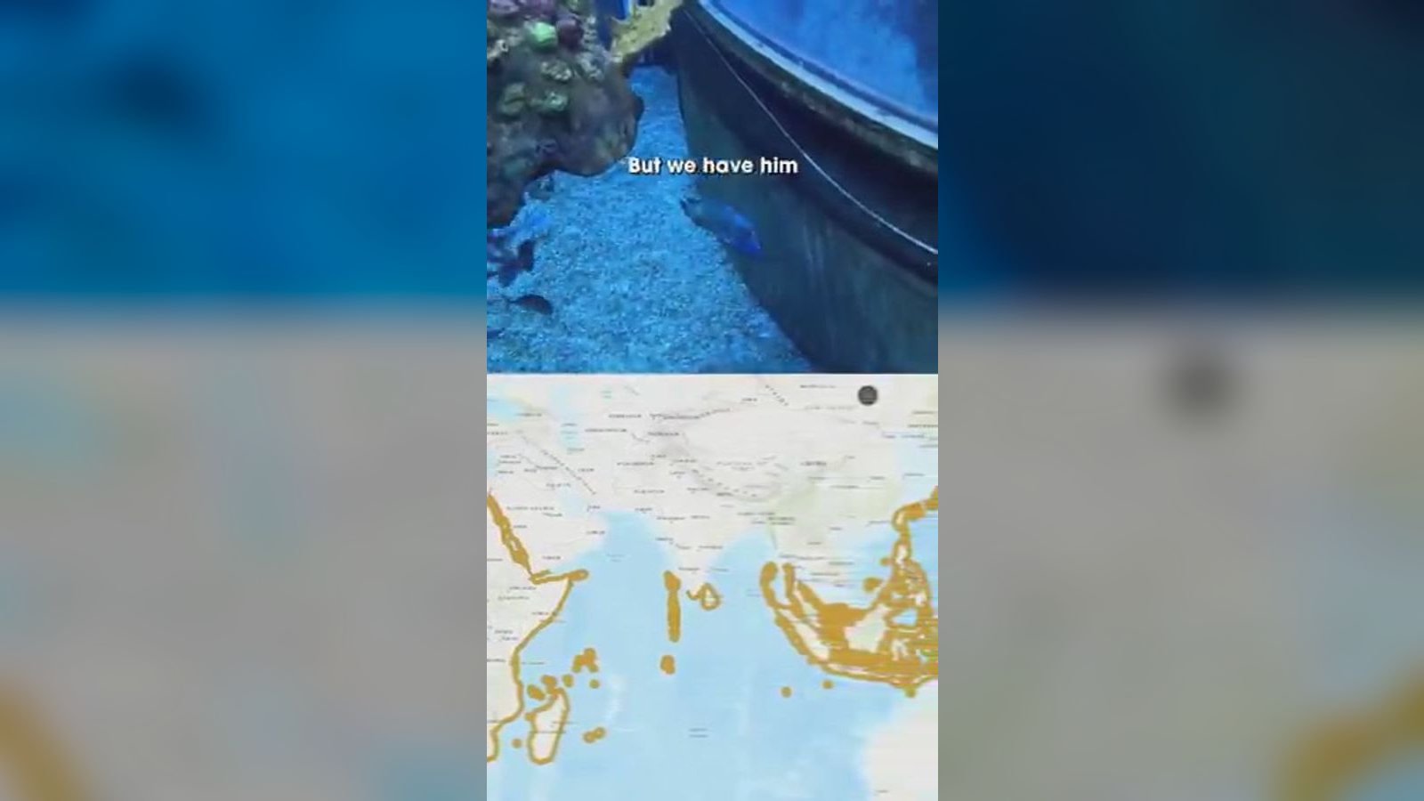 A Napoleon wrasse named Toa is the first of his species at EPCOT