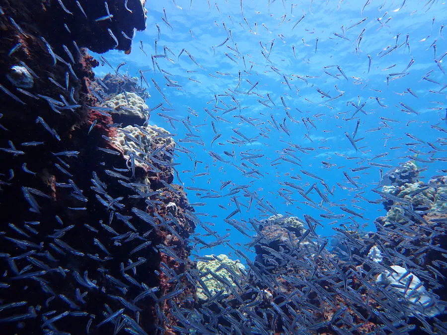 Fish and Other Marine Life Swimming Offshore at Disney Lookout Cay