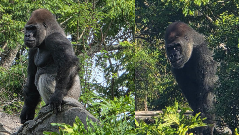 Bakari, the 21-year-old western lowland gorilla and new troop leader at Disney's Animal Kingdom