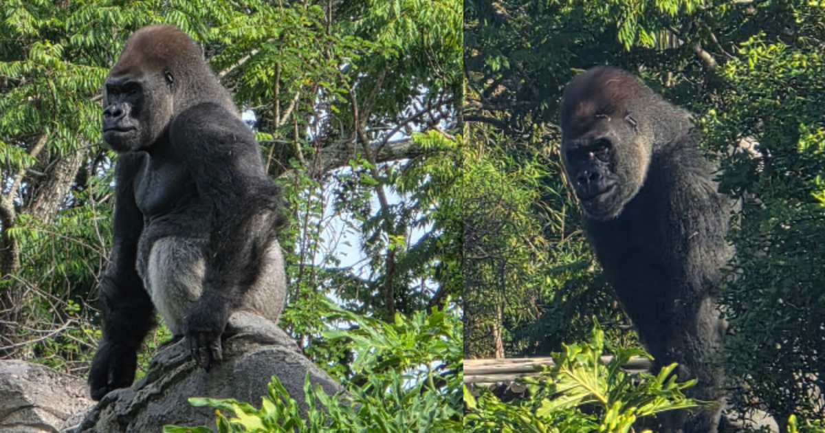 Disney Fans Meet Bakari, the New Troop Leader on Animal Kingdom's Gorilla Falls Trail