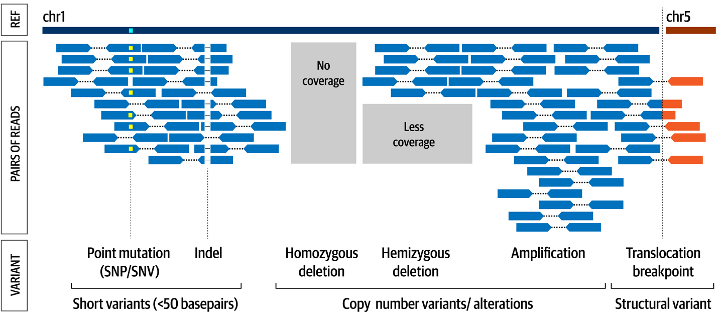 Types of variants