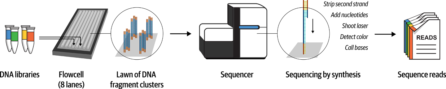 Types of variants