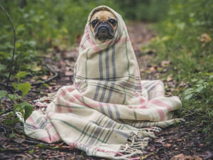 Tradito da fido: giovane destinatario di mandato di arresto europeo del Belgio in manette