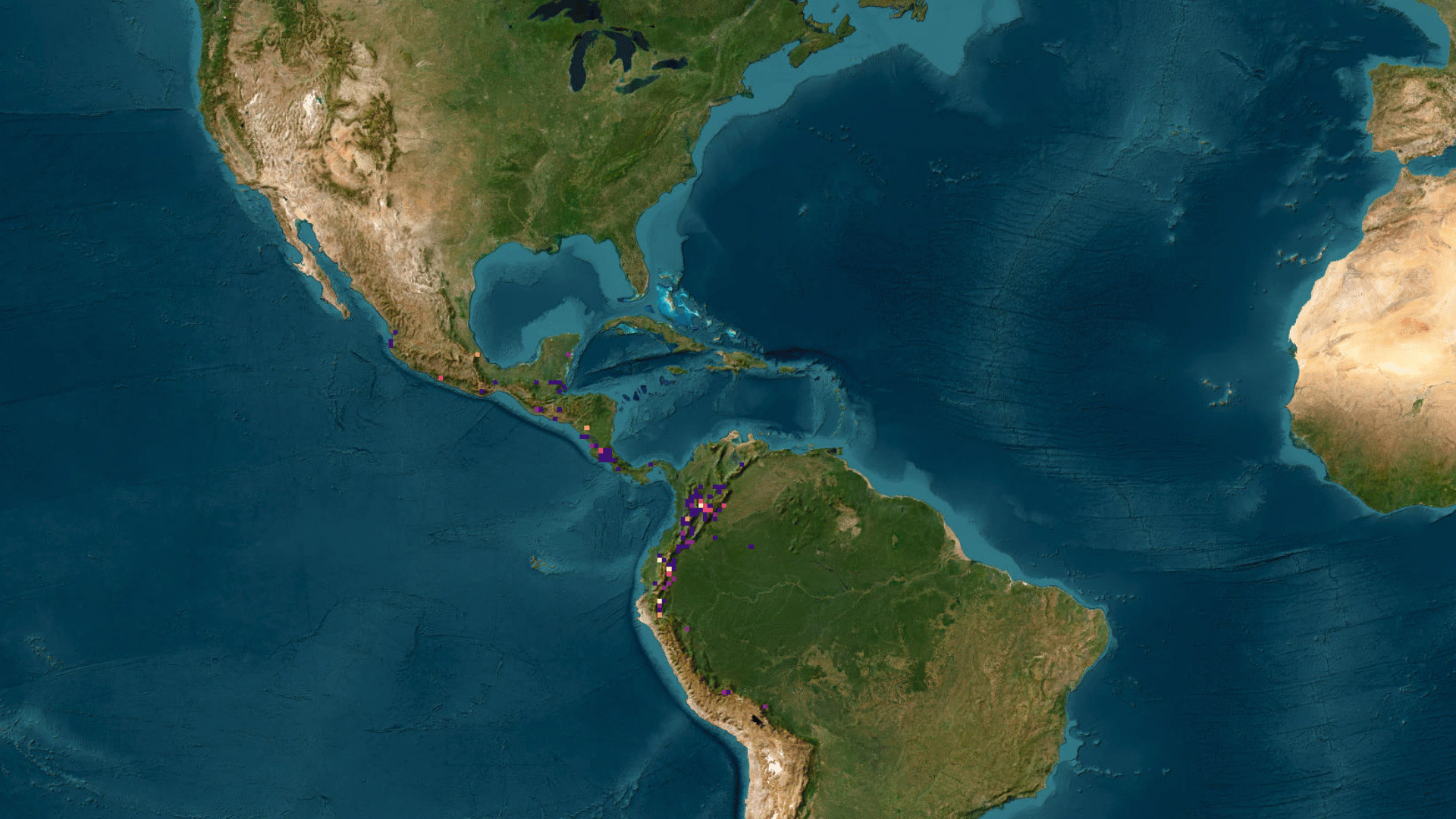 migration pattern of the Swainson’s Thrush throughout 2023. The brighter colors indicate more sightings of the Swainson’s Thrush