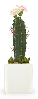Browse our range of cactus accessories for the bedroom Browse our range of cactus accessories for the bedroom