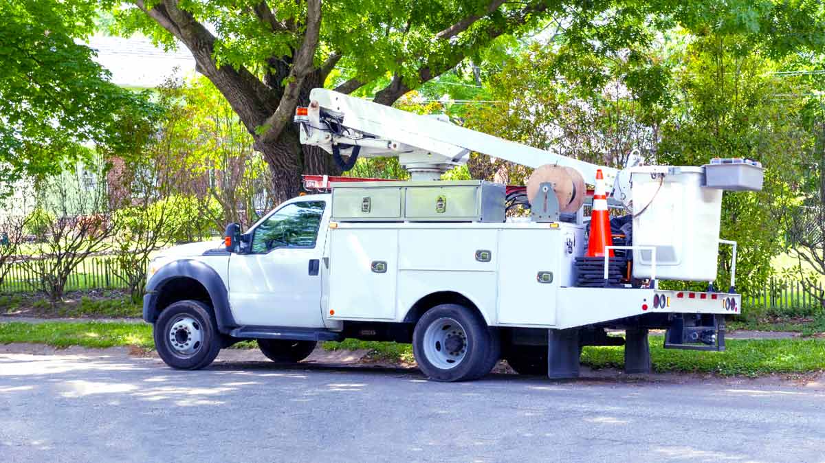 Utility vehicle parked on the road under a large tree