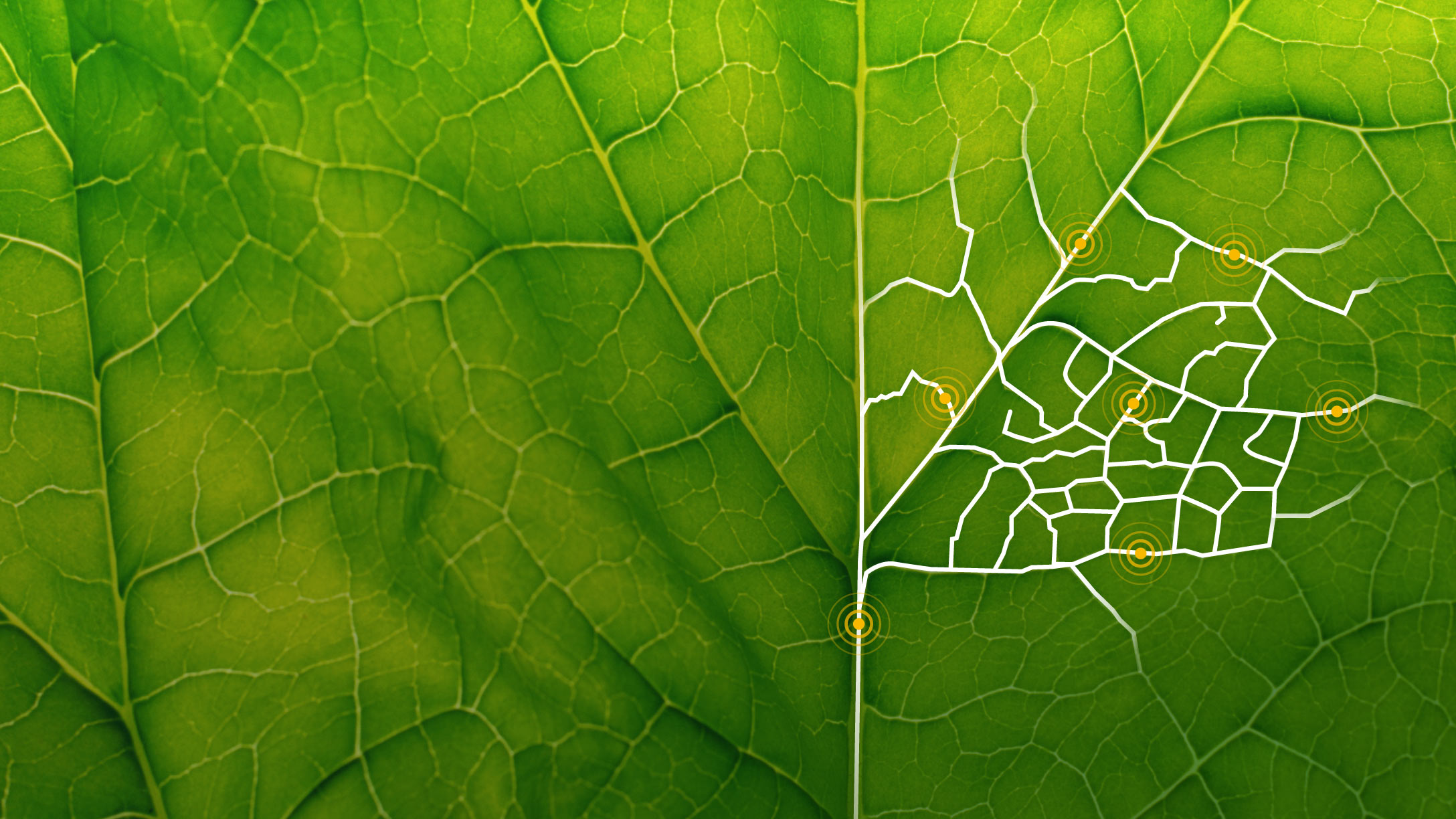Green background with leaf structure