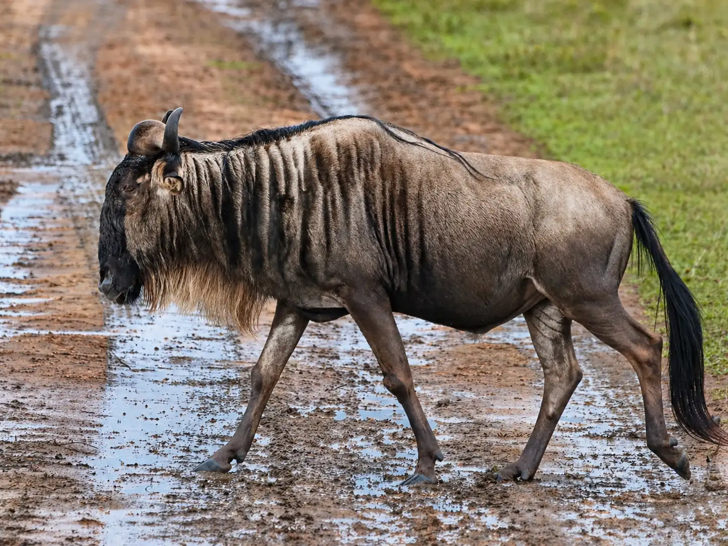 4-Day Safari – Tarangire, Serengeti & Ngorongoro - travel experience in Tanzania