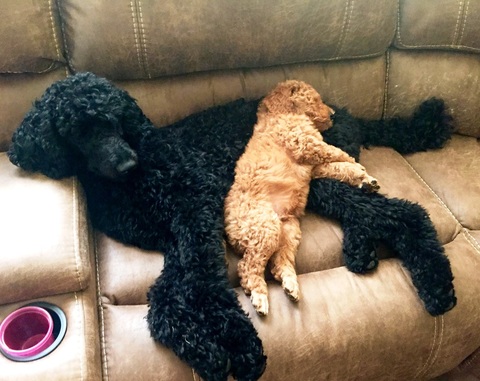 Texas Red Poodles