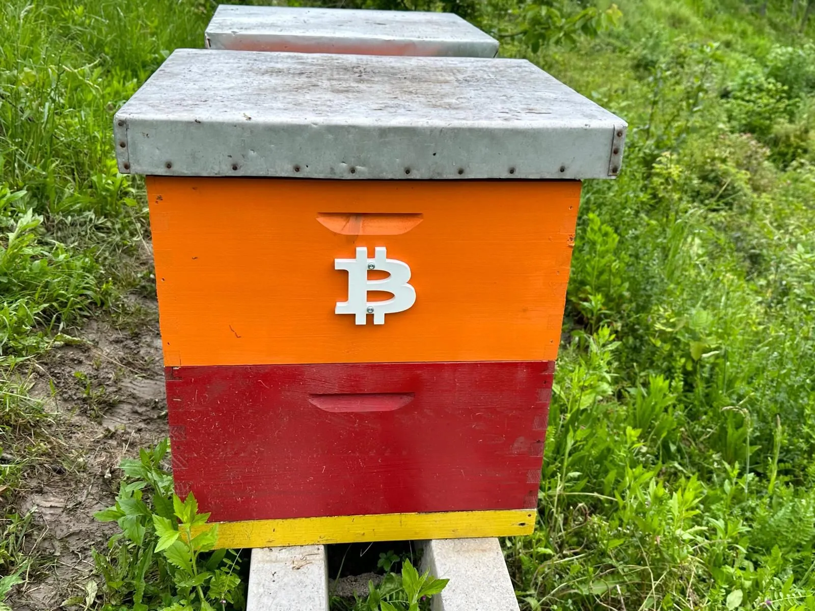 Bitcoin Bees