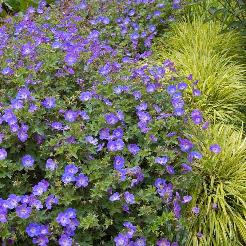 Top 10 Long Blooming Perennials Great Garden Plants