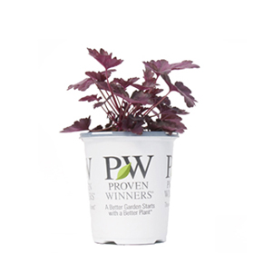 1 Quart* Proven Winners Perennials