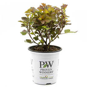 1 quart Proven Winners Shrubs