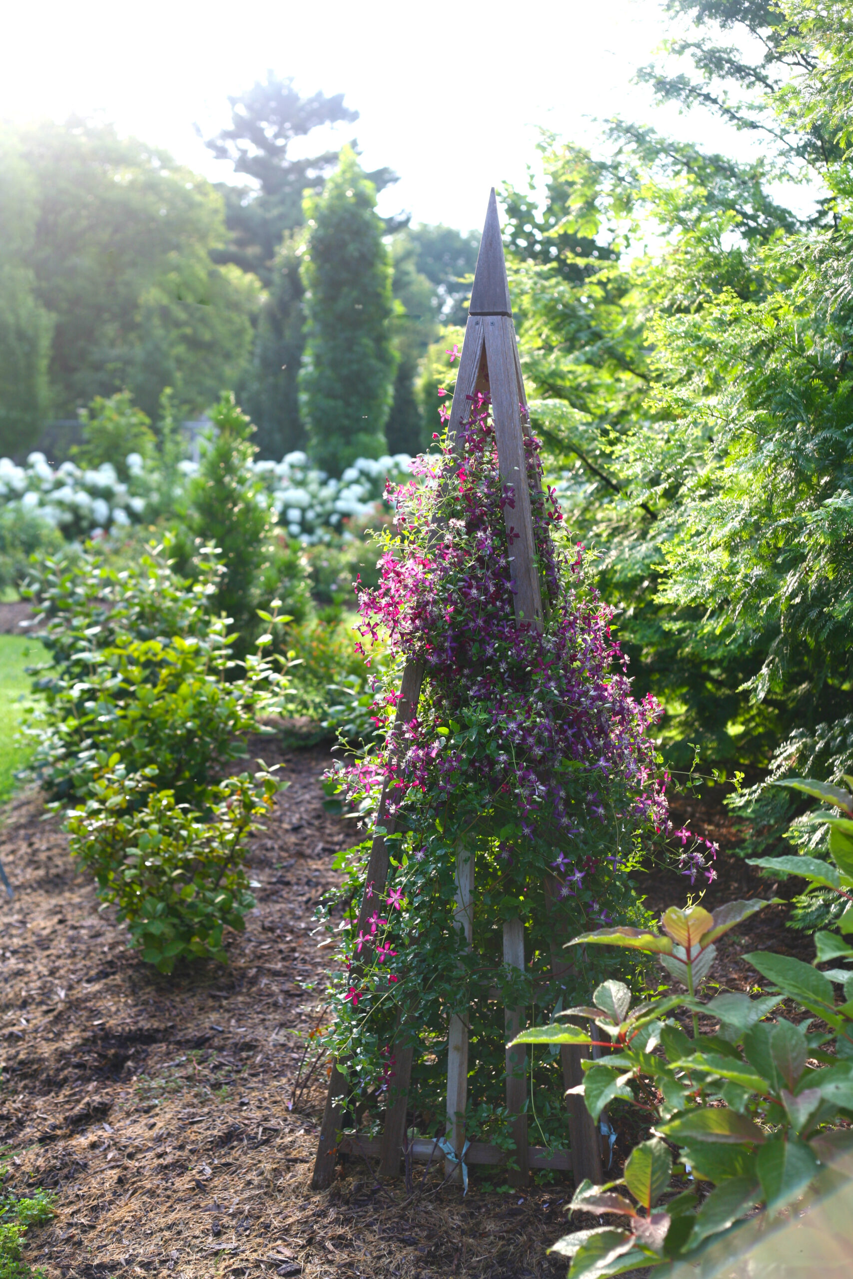 Transform Your Trellis How To Train Vines Great Garden Plants