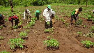 11.3 million Ghanaians are in agriculture