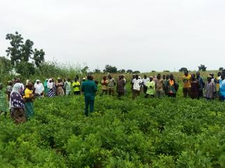 CSIR-SARI introduces high yielding groundnut varieties to farmers