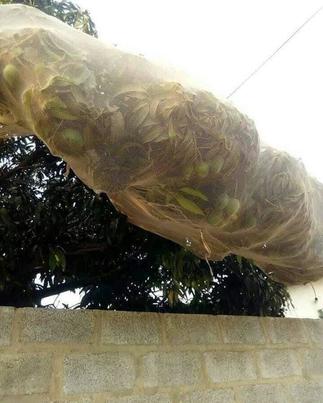 Stingy Landlord Covers Mango Tree With Net To Prevent The Fruits From Falling In Neighbour's House » GhBasecom™