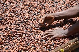 Commodity exchange considers trading cocoa
