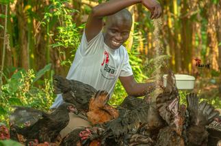 Farmers count their losses due to shortage of feed – Citi Business News