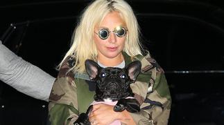 Lady Gaga's dog-walker shot and bulldogs stolen