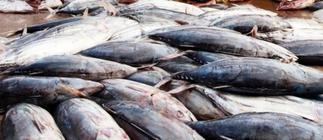 Only qualified persons should head fisheries ministry
