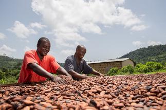 COCOBOD earmarks US$190 million to pay Licensed Buying Companies