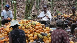 Cocoa farmers threaten demo over government's indebtedness to them
