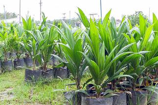 Upper East Region records high yields in major crops