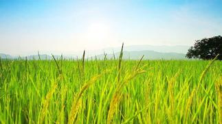 Volta Directorate of Agriculture to train farmers in rice seed production