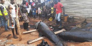 Nzema East MCE confiscates smoked washed-ashore dolphins after Citi News report