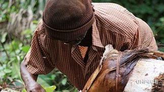 Central Region: Palm wine tapper who went missing found with the head cut off
