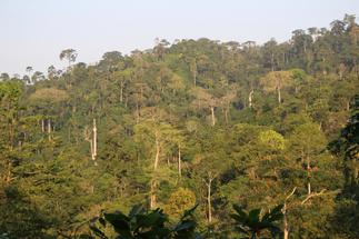 Bauxite mining in Atewa will open doors to galamsey, illegal logging