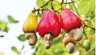 GCX trades raw cashew nuts for the first time