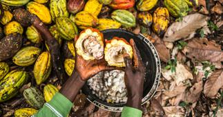 EU, partners hosts second multi-stakeholder roundtable on Cocoa