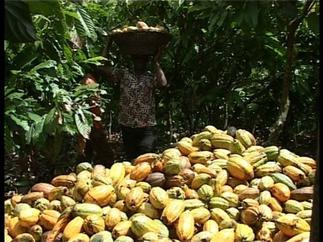 Ghana to establish cocoa production plant in Rwanda