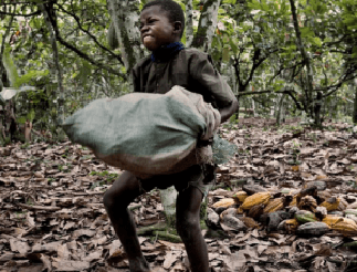 Global Civil Society to governments, cocoa companies