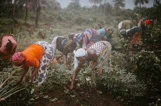 About 75 percent of agribusiness firms not aware of AfCFTA