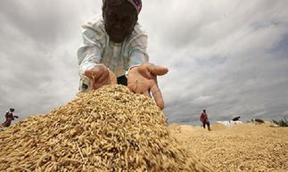 Local rice farmers seek foreign support to stay in business