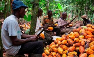 Ghana threatens to expose chocolate brands underpaying farmers
