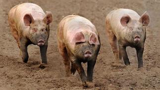 Kpone Katamanso: Restrict movement of pigs to prevent spread of swine fever