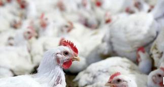 Man ends up sleeping with a hen