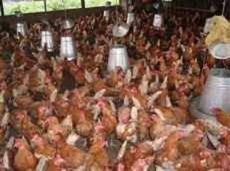 Movement of poultry products banned in Ashanti region
