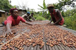 COCOA Pension Scheme to begin October 1