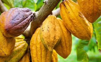 Cocoa farmers, others to boycott 2021 National Farmers Day Celebration