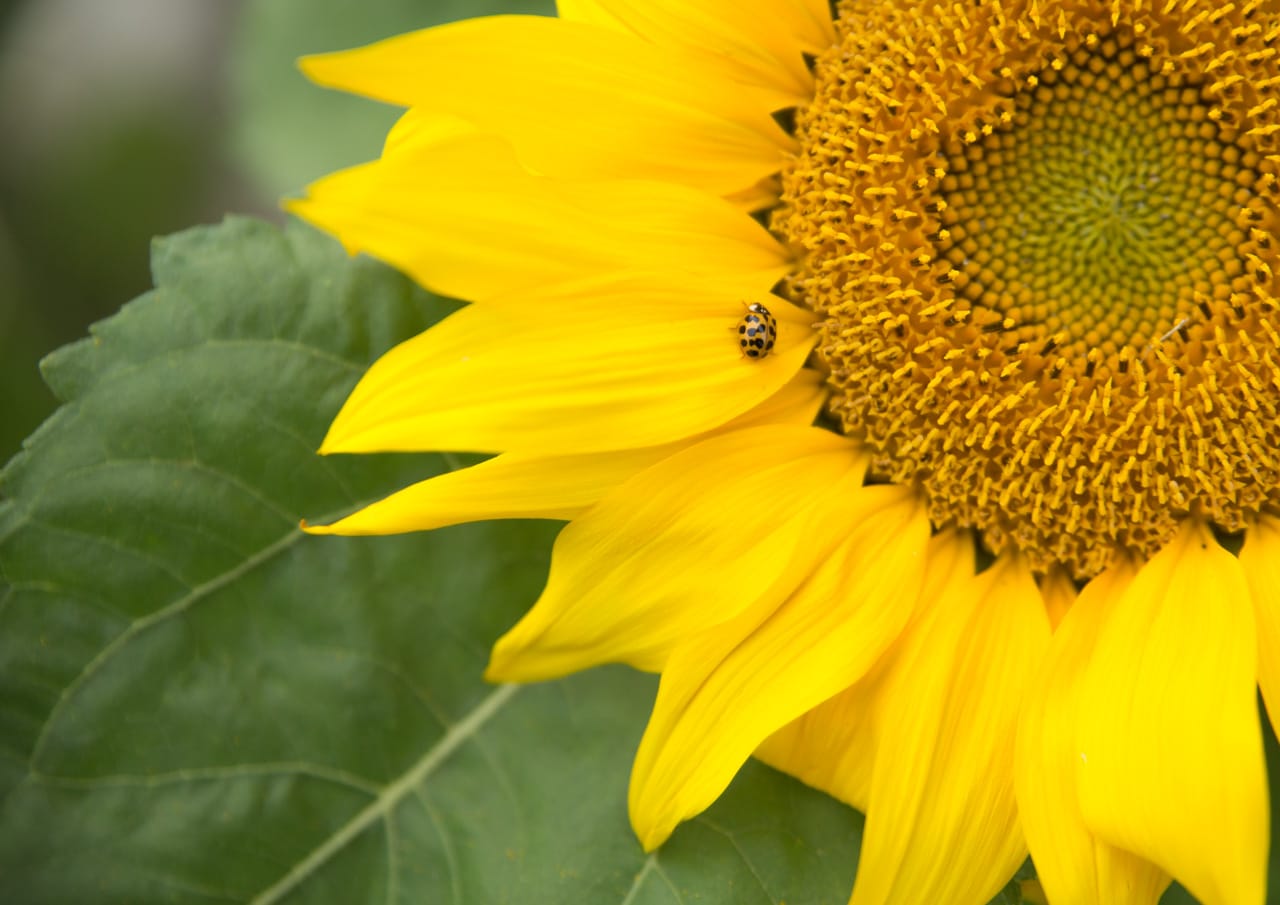 Sonnenblume mit Marienkäfer. Schöne Dinge sind selten.