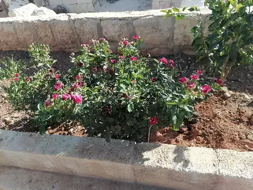 أرض سكنية 500 م² – photo 6