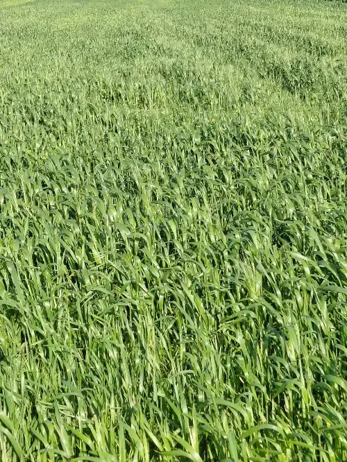 Residential Land 1500m²