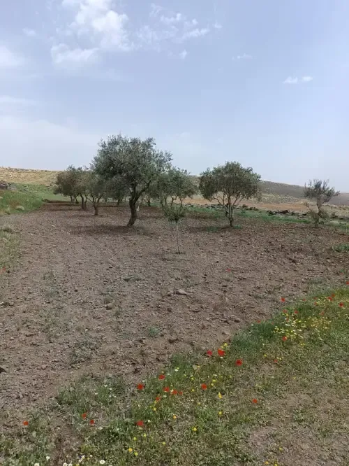أرض سكنية 9000 م² – photo 3